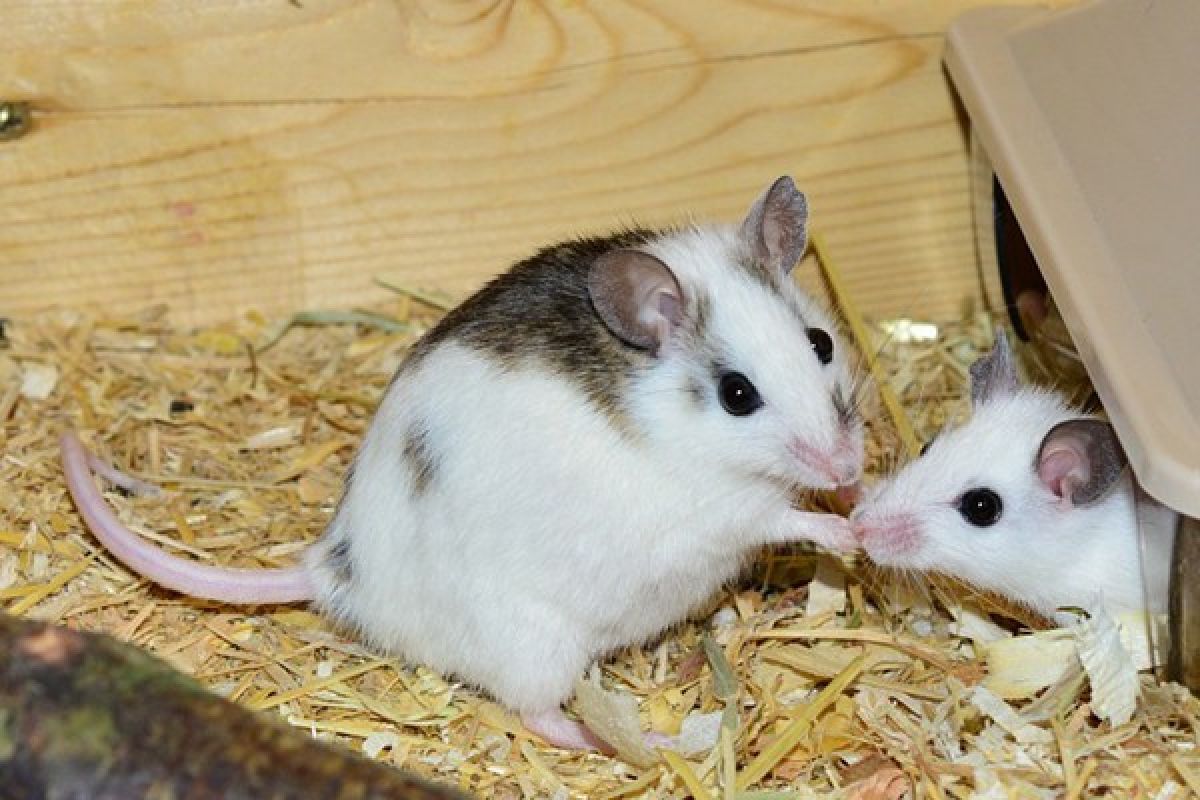 Tikus menyanyi seperti mesin jet untuk cari pasangan
