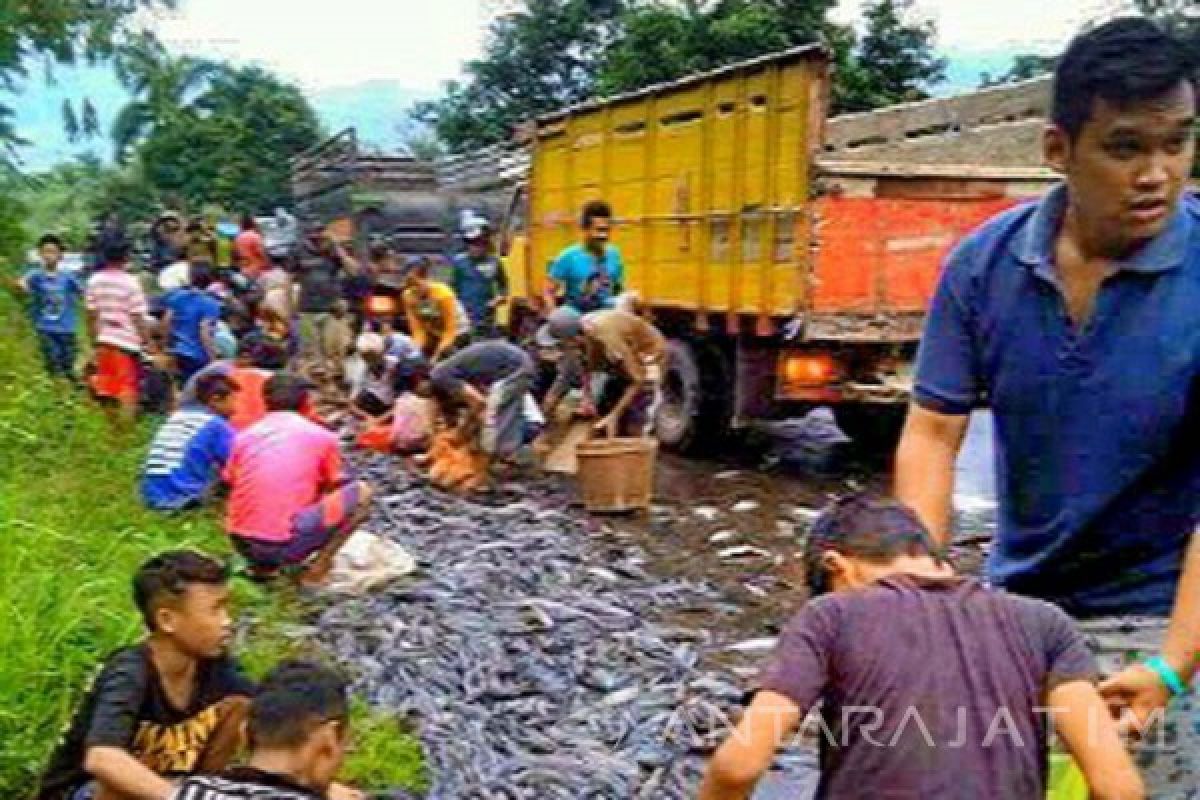 Truk Sarat Muatan Lele Terguling di Ponorogo