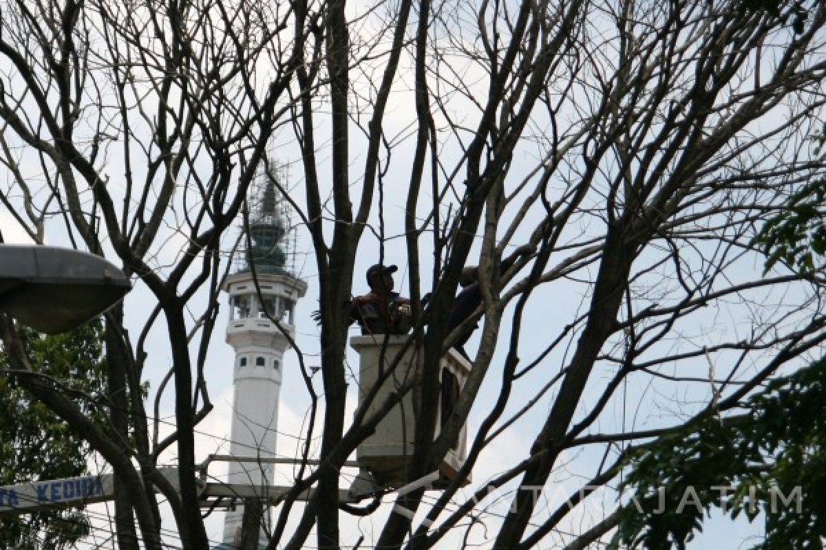 Dinas PU Jatim Tebang Pohon Rawan Tumbang di Ngawi