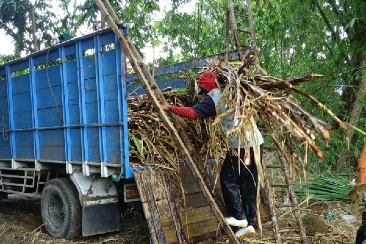 Cerita di balik kilau gula pasir