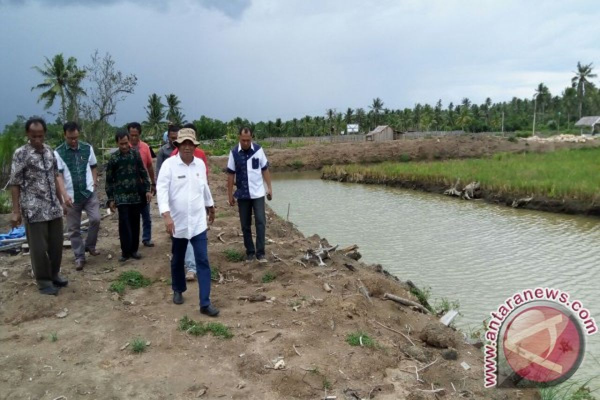 Pemprov Sulteng bantu kabupaten kembangkan budidaya udang