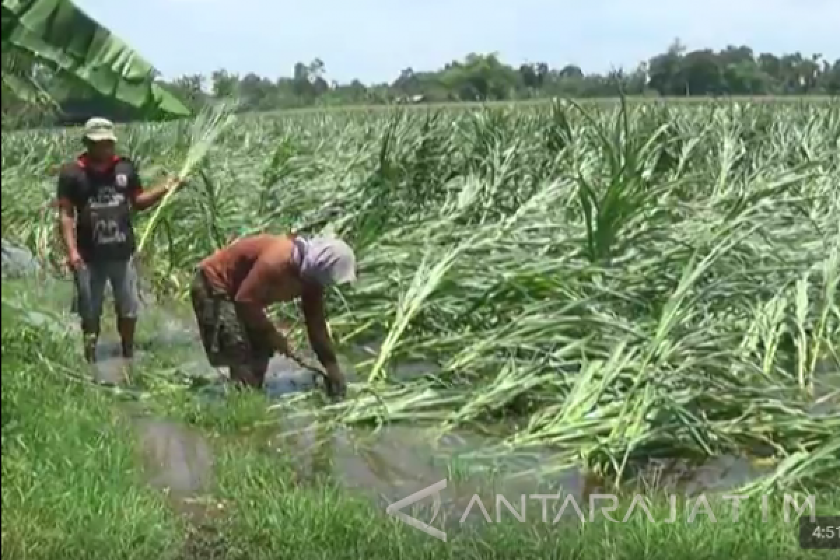 Tanaman Jagung di Wonodadi Blitar Gagal Panen