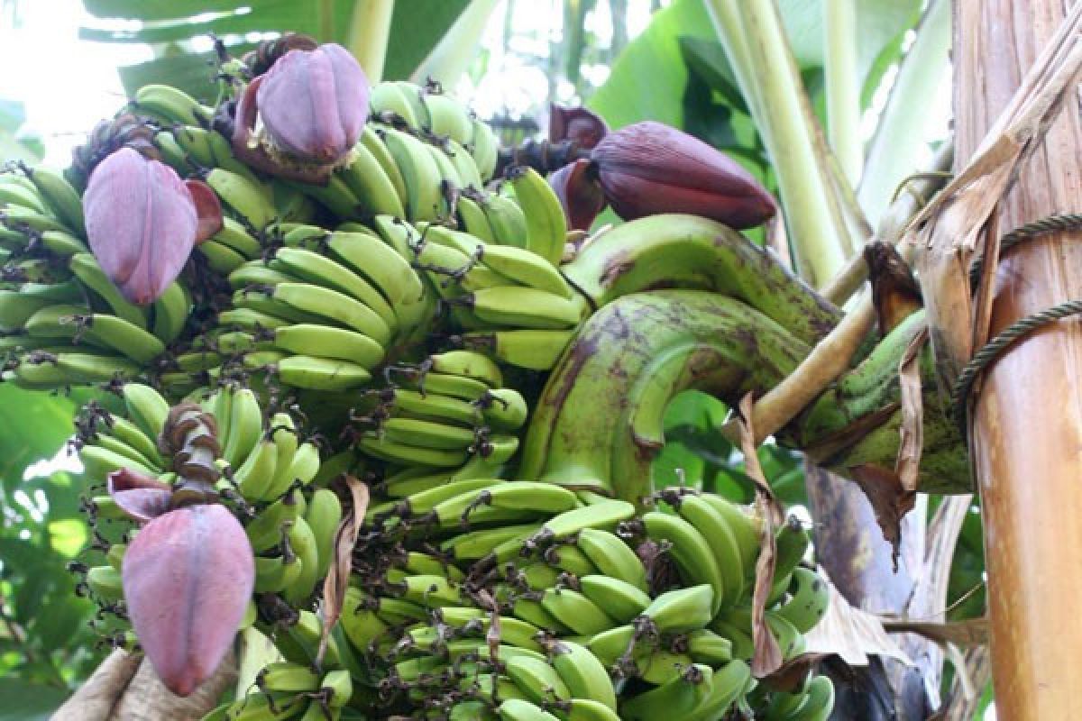 Pisang bertandan tiga tumbuh di Agam