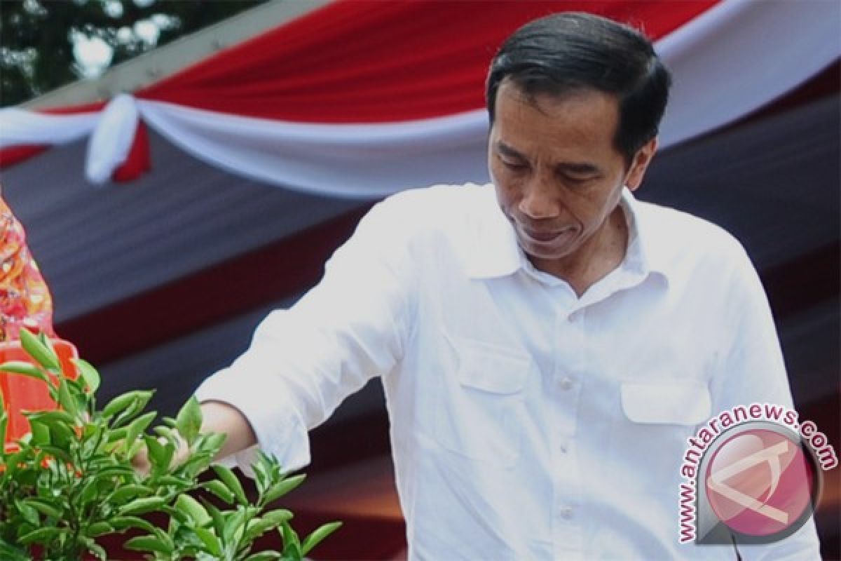 President Jokowi plants Pontianak orange tree