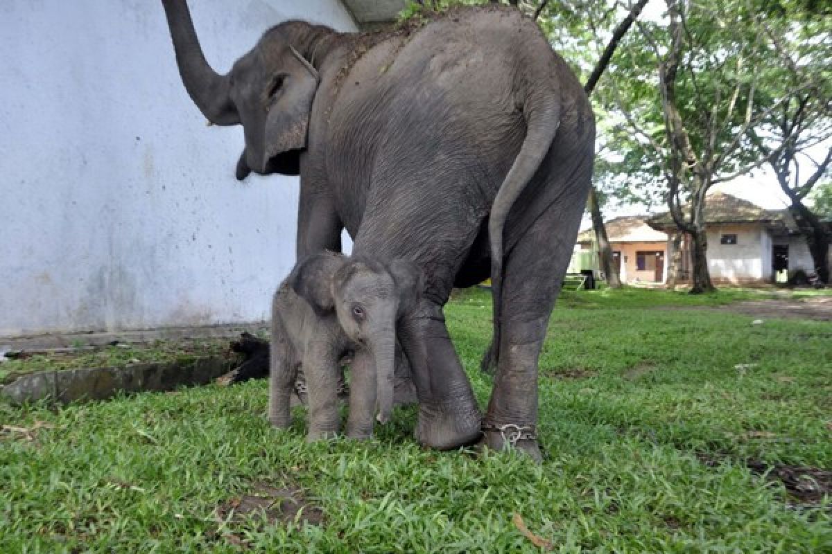 Gajah Jinak Way Kambas Lahirkan Bayi Betina 