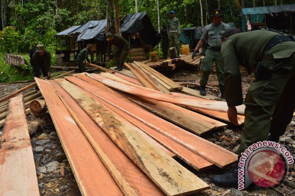 Polhut Aceh temukan ilegal loging