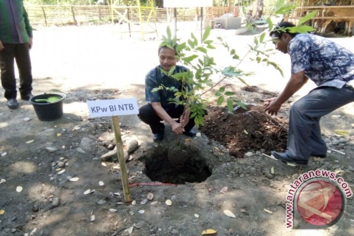 BI NTB Bantu Kelompok Ternak di Sumbawa 