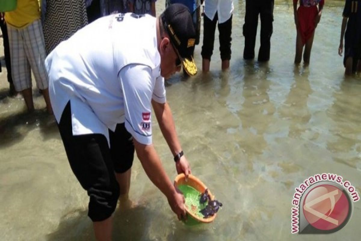 Penyu Di Pulau Diyonumo Gorontalo Harus Terjaga