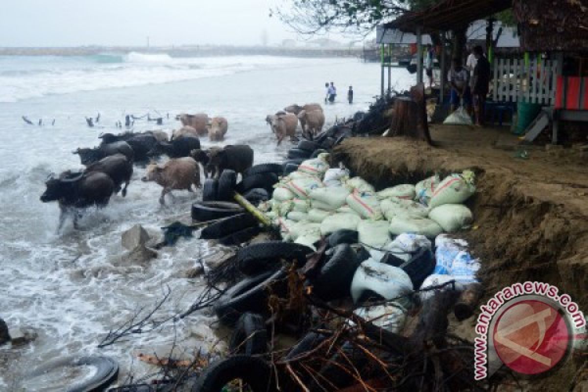 Gelombang pasang melanda pesisir Aceh Barat