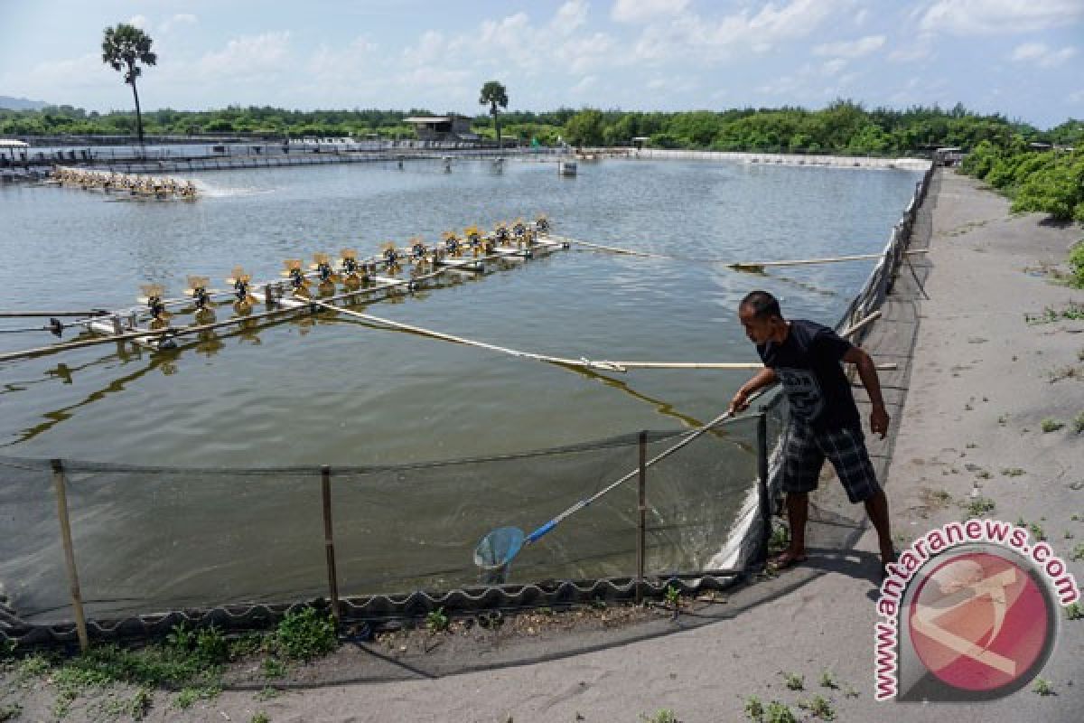 Petambak Kulon Progo panen udang