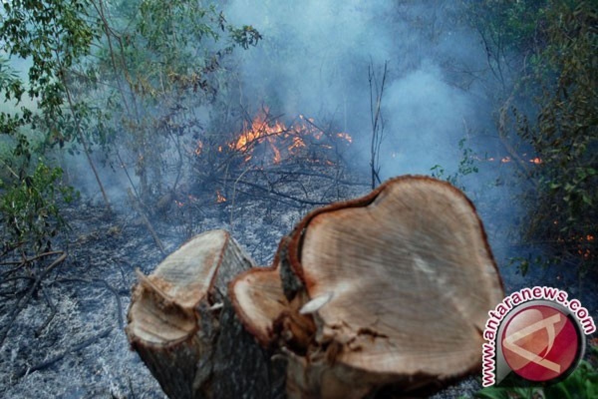 Gubernur NTB Pantau Lapangan Terkait Perambahan Hutan 