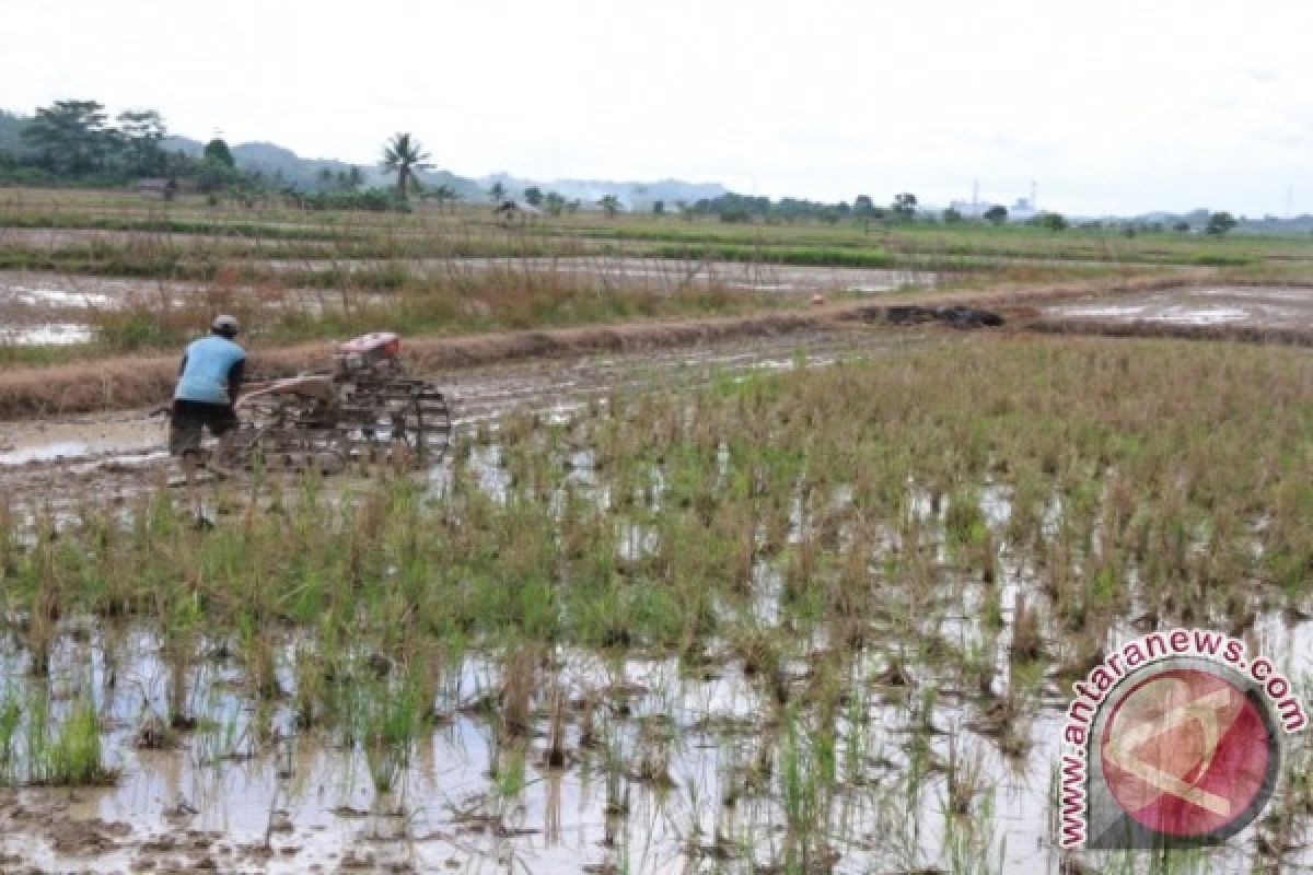 Potensi Cetak Sawah Kaltim 220 Ribu Hektare 