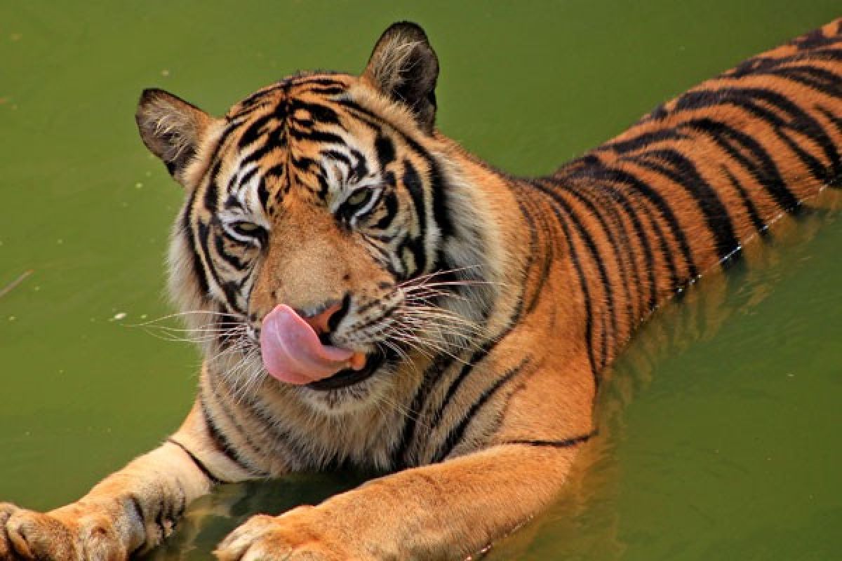 FHK: ancaman bagi harimau sumatera masih tinggi