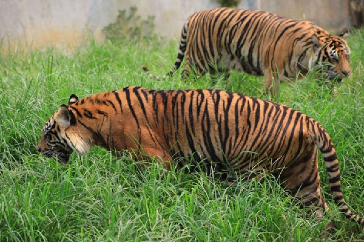 Khatib Lebong dibekali ilmu penyelamatan harimau sumatera