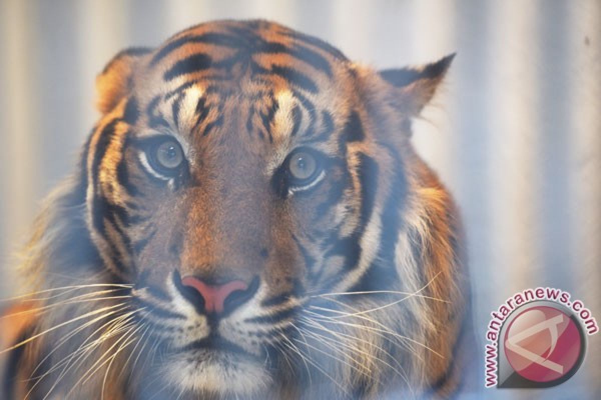 ANTARA Doeloe : Gara-gara harimau suka makan majat