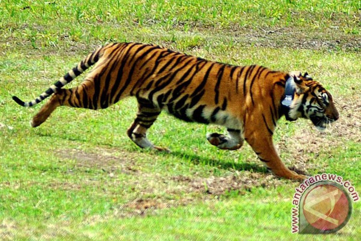 Harimau yang menyerang manusia kembali masuk hutan