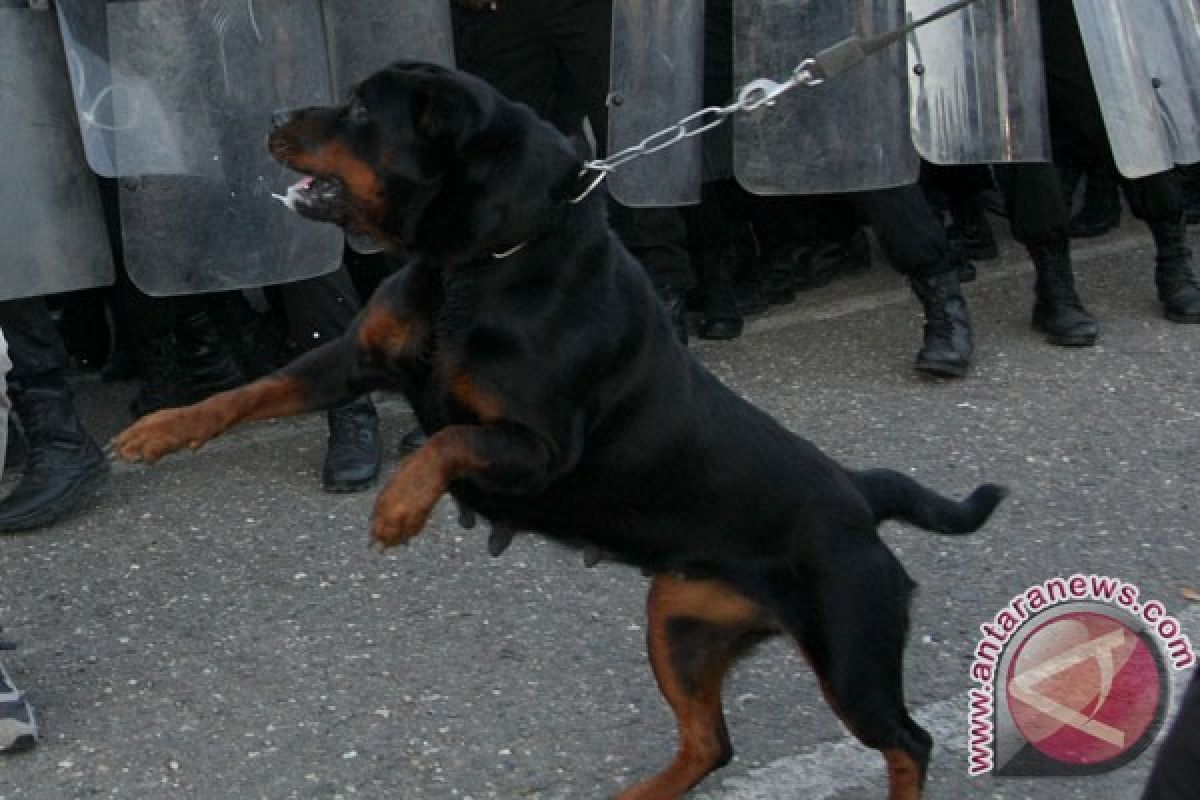 Cara sadis Israel siksa tahanan Palestina, dari anjing sampai waterbombing