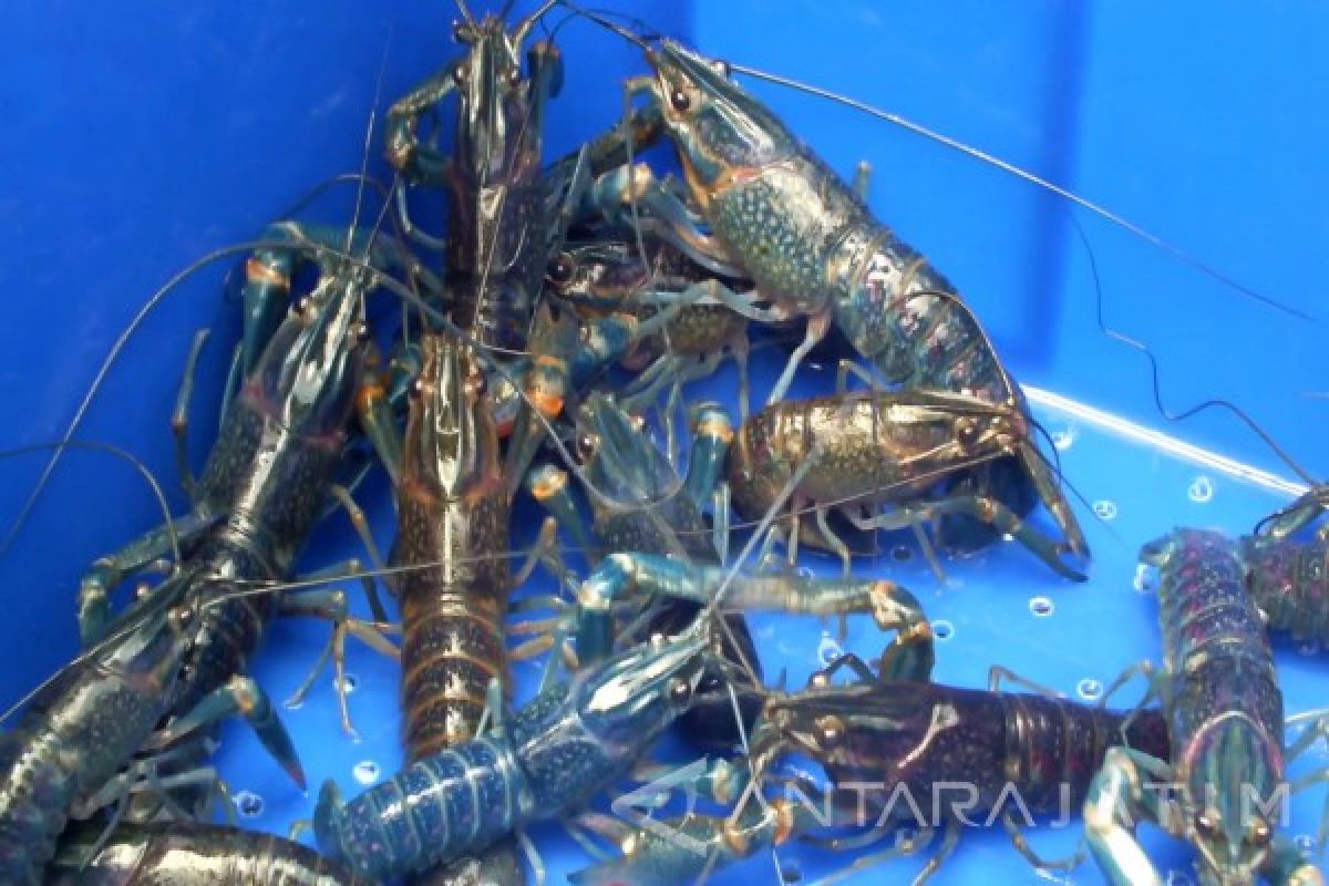 Menteri Edhy: Seekor lobster bisa hasilkan sejuta telur