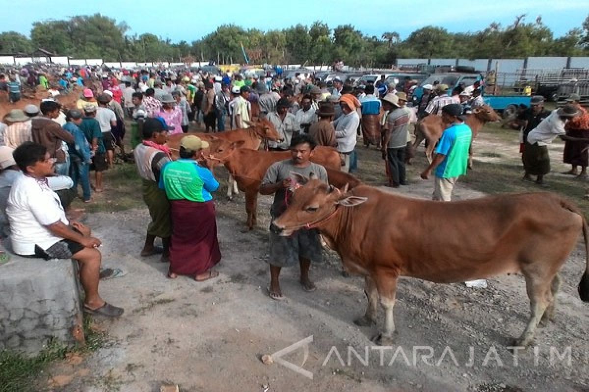 Pedagang Manfaatkan Pasar Hewan Terpadu di Sumenep