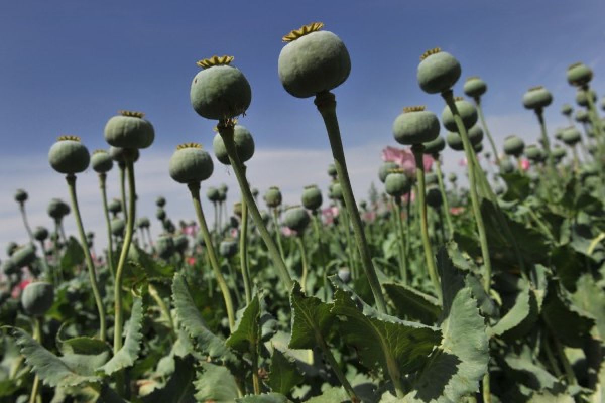 Panen Opium Di Afghanistan, Taliban Untung?