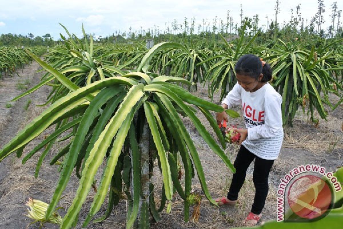 Petani Morowali Utara gencar tanam buah naga