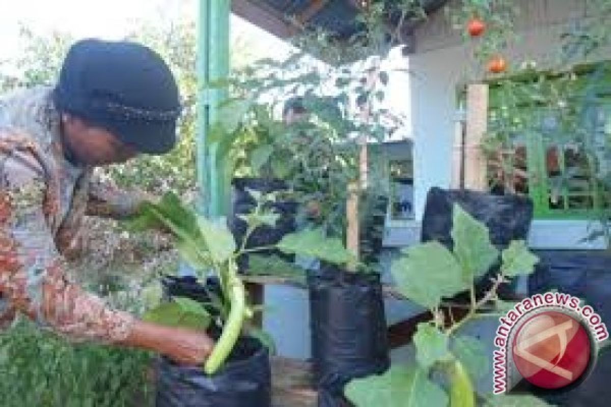 Fakultas Pertanian Untad Ciptakan Terung Tanpa Biji 