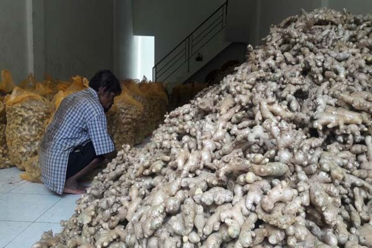 Jahe Gajah Temanggung Tembus Sejumlah Negara