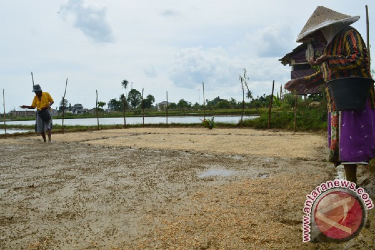 Petani Abdya mengeluh benih bantuan tidak tumbuh