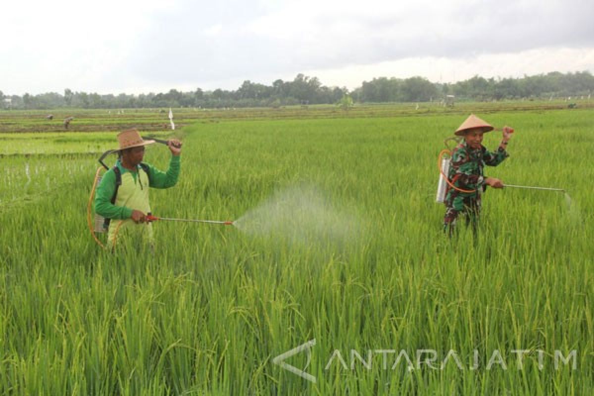 TNI Pamekasan Sukseskan Program Upsus Swasembada Pangan