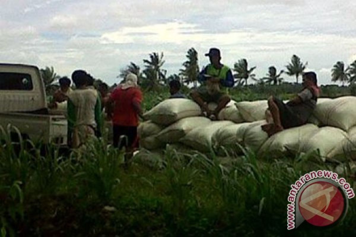 Bulog Mulai Serap Gabah Petani Bengkulu