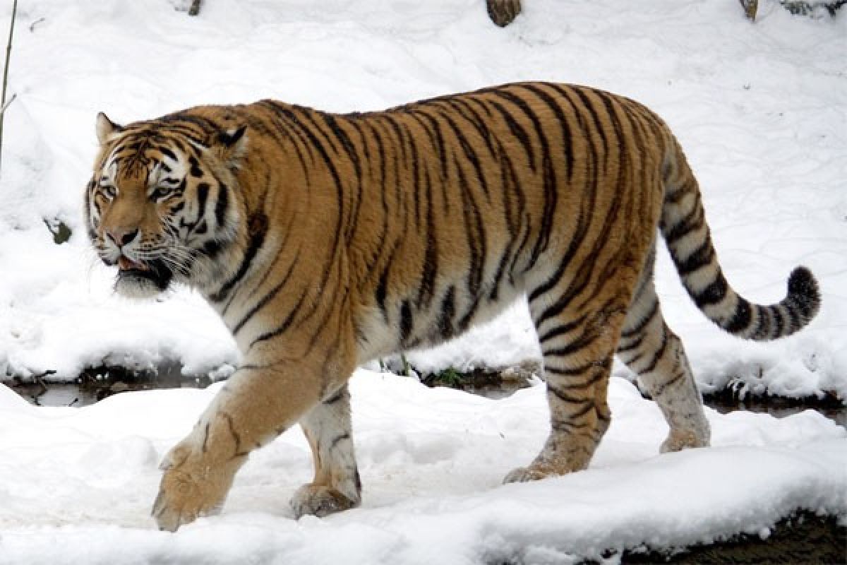 EARTH WIRE -- Wild Siberian tiger spotted in NE China forest