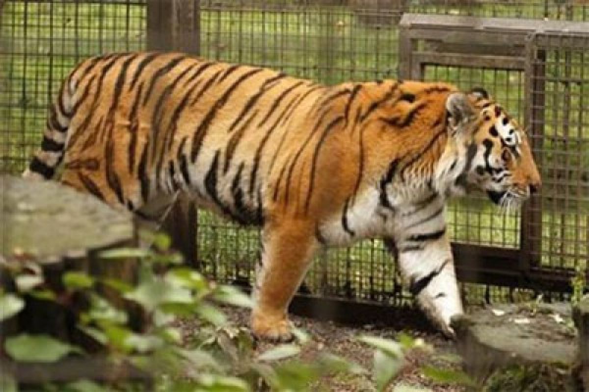 Penjaga kebun binatang tewas dalam "kecelakaan ganjil" akibat harimau