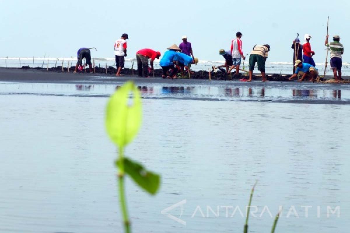 Warga Paseban Tanam Ribuan Mangrove Untuk Tolak Tambang