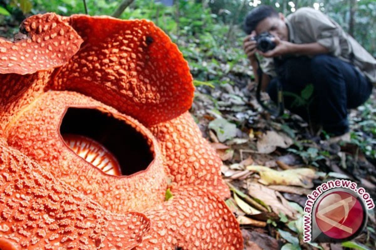 Rafflesia Arnoldii Mekar di Bukit Barisan Bengkulu