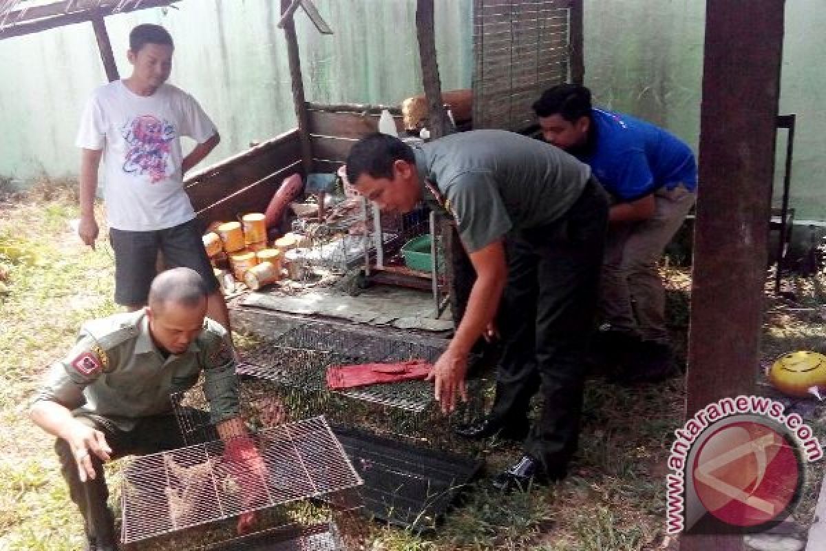 Warga Sampit Serahkan Elang Bondol Dan Kukang Ke BKSDA