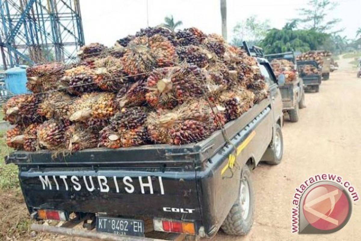  Pemerintah Diminta Beri Solusi Terkait Harga Sawit