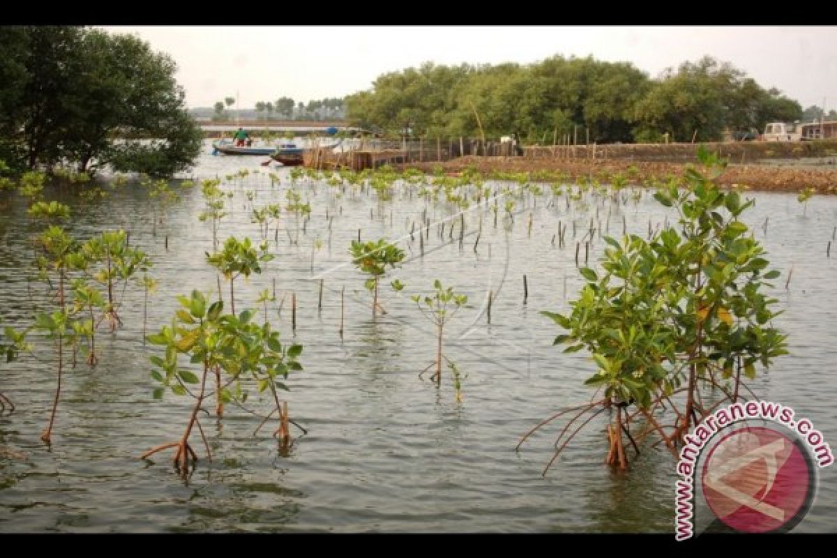 Kementerian LHK Targetkan Peta Mangrove Selesai 2019 