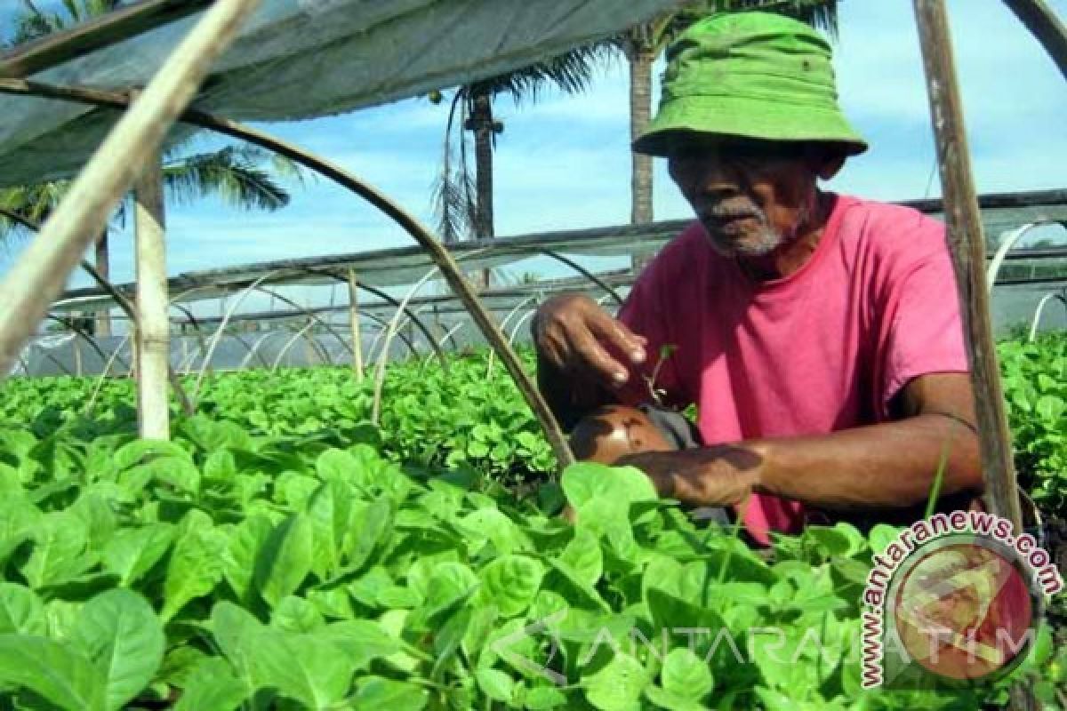 APTI Jember Prediksi Luas Lahan Tembakau Berkurang