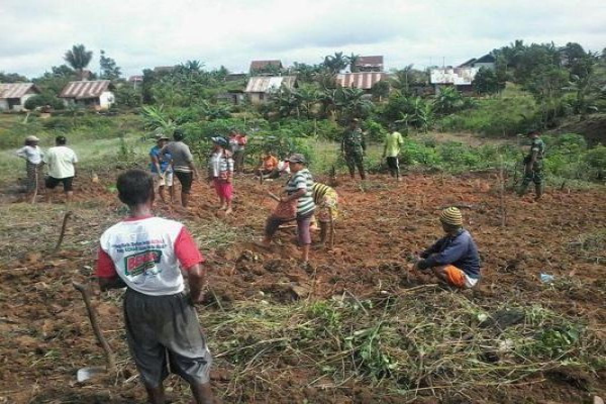 Prajurit TNI di Boven Digoel bantu petani tanam sayur  