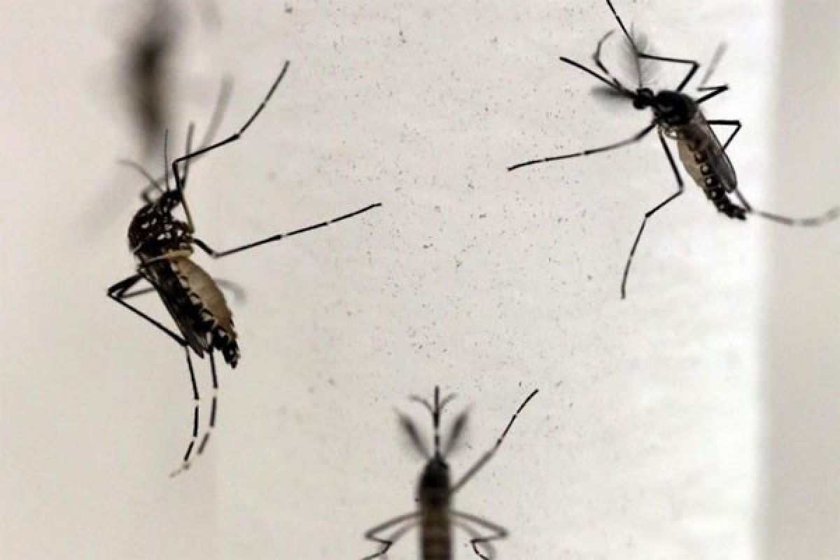Myanmar Deteksi Infeksi Virus Zika Pertama