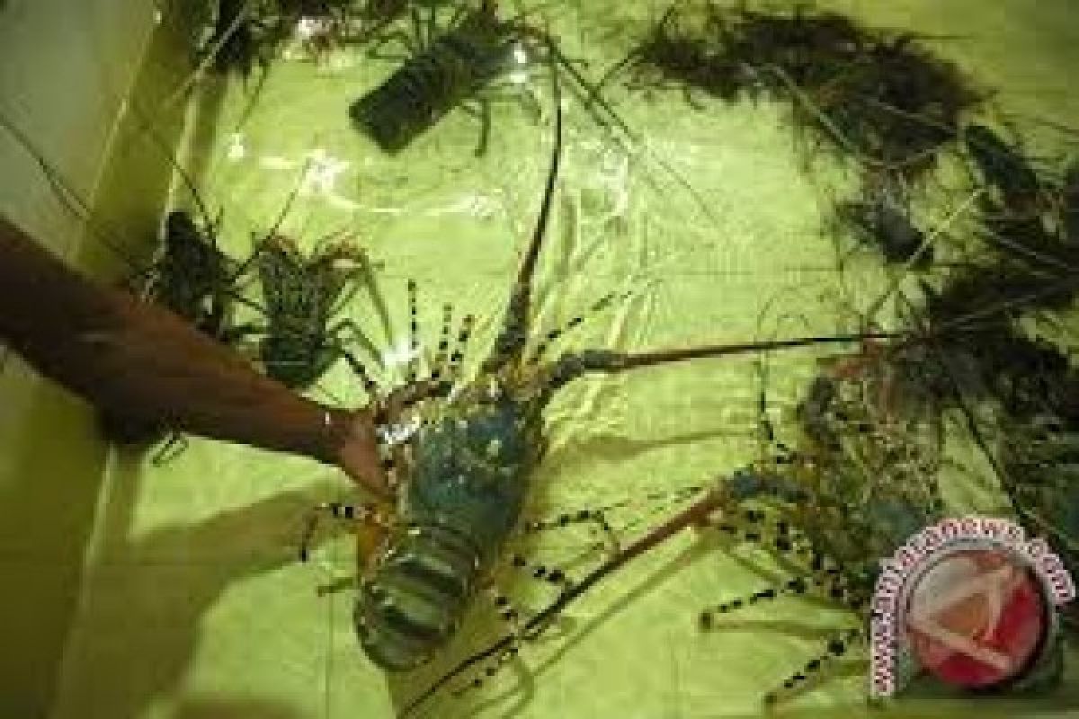 Penyelundupan Ribuan Benih Lobster Digagalkan