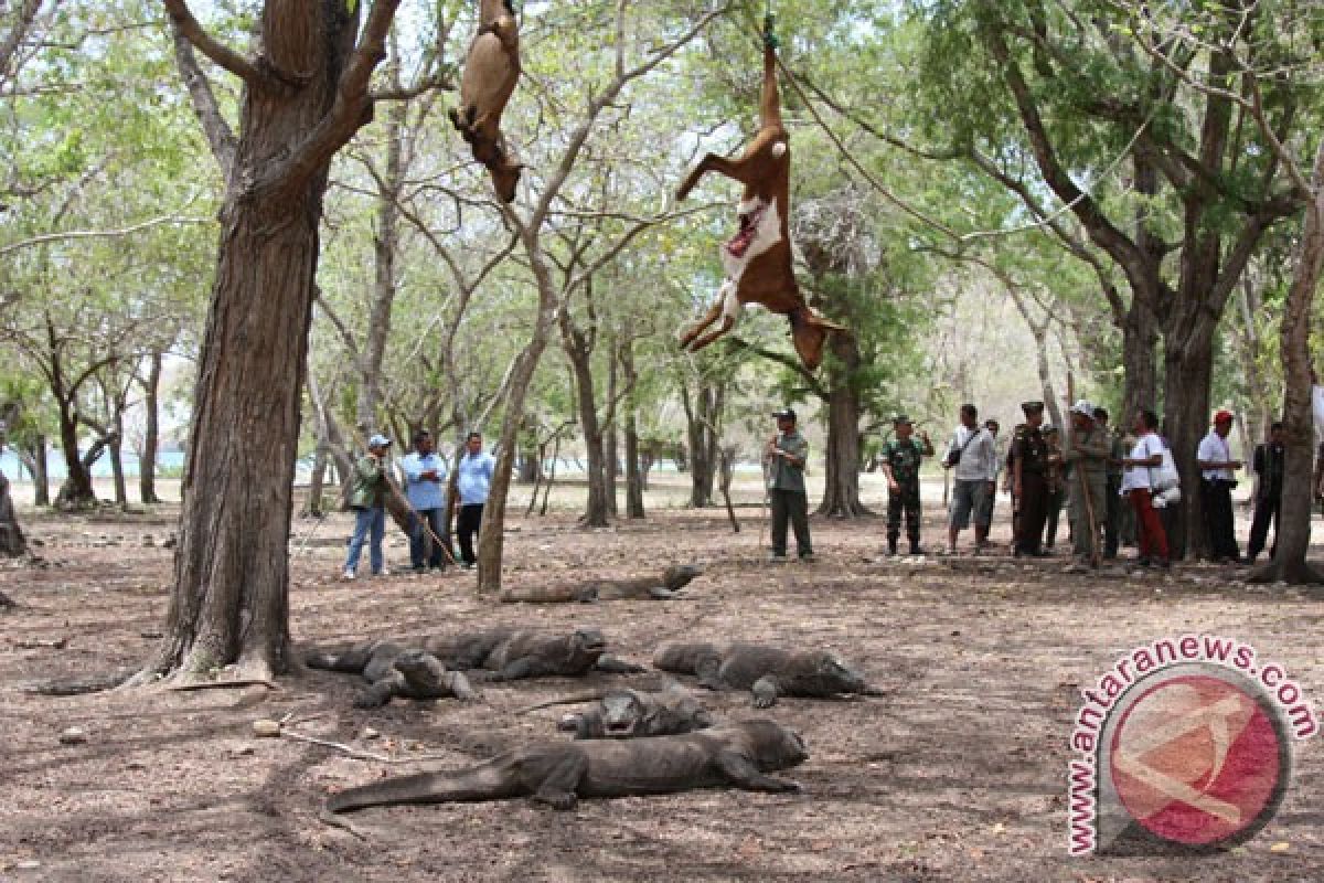 Terumbu karang terindah sejagad ada di TN Komodo