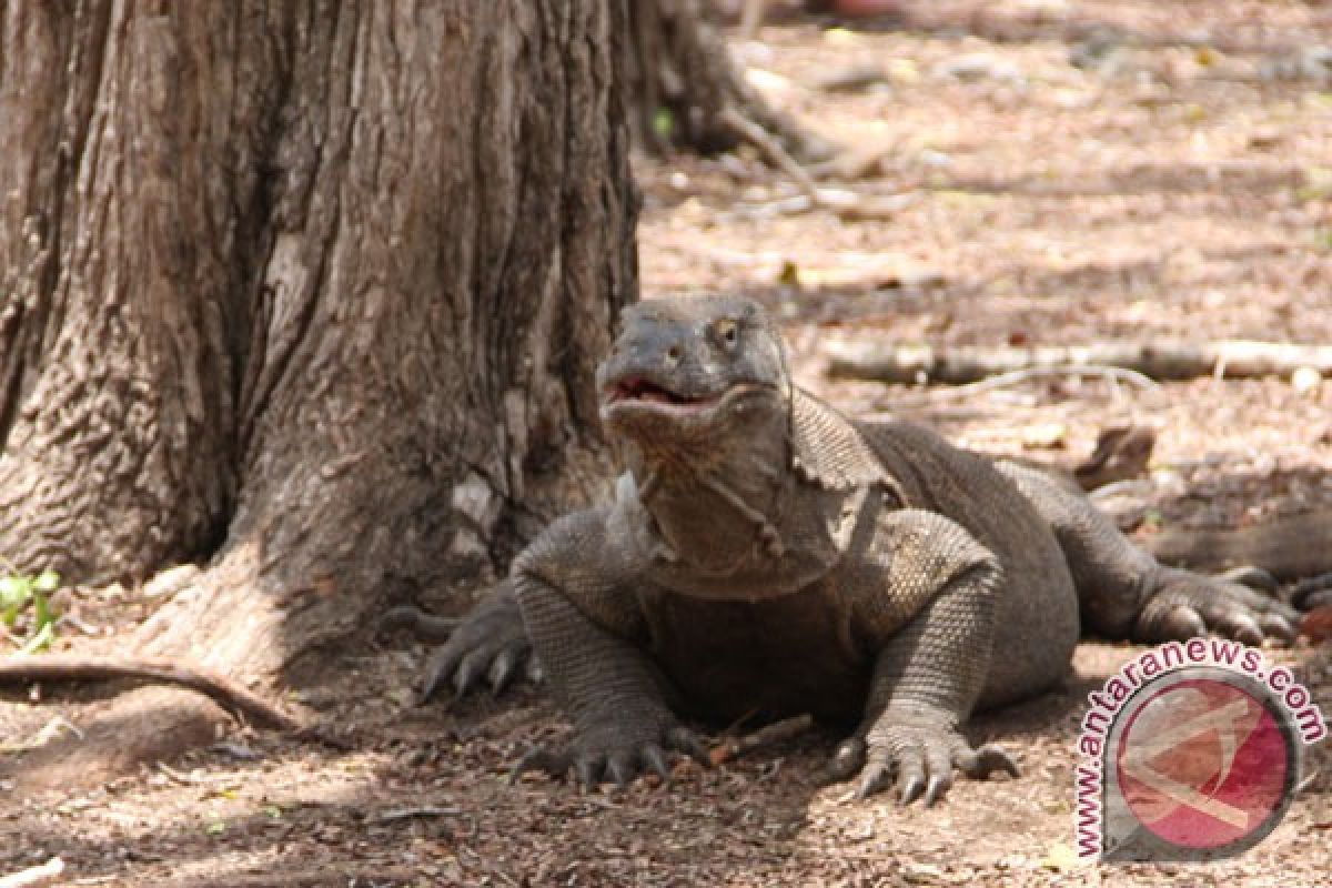 Komodo dragon population reaches 3,012 in Komodo National Park