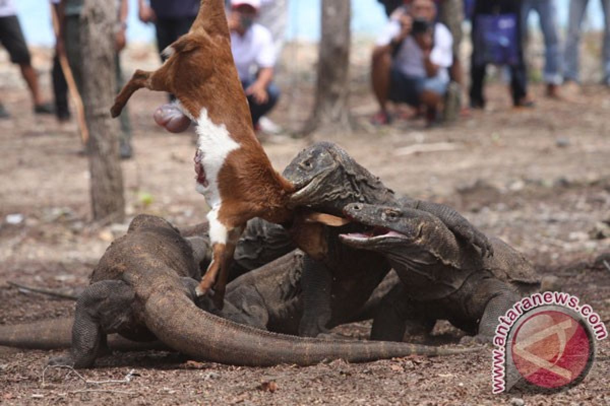 Otoritas pasang tanda larangan memberi makan Komodo