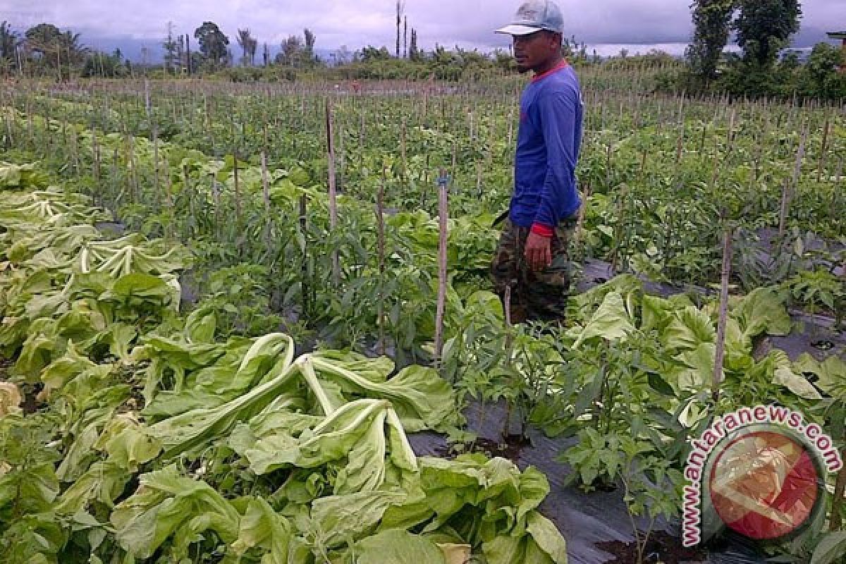 Petani Rejang Lebong berharap harga sayuran stabil