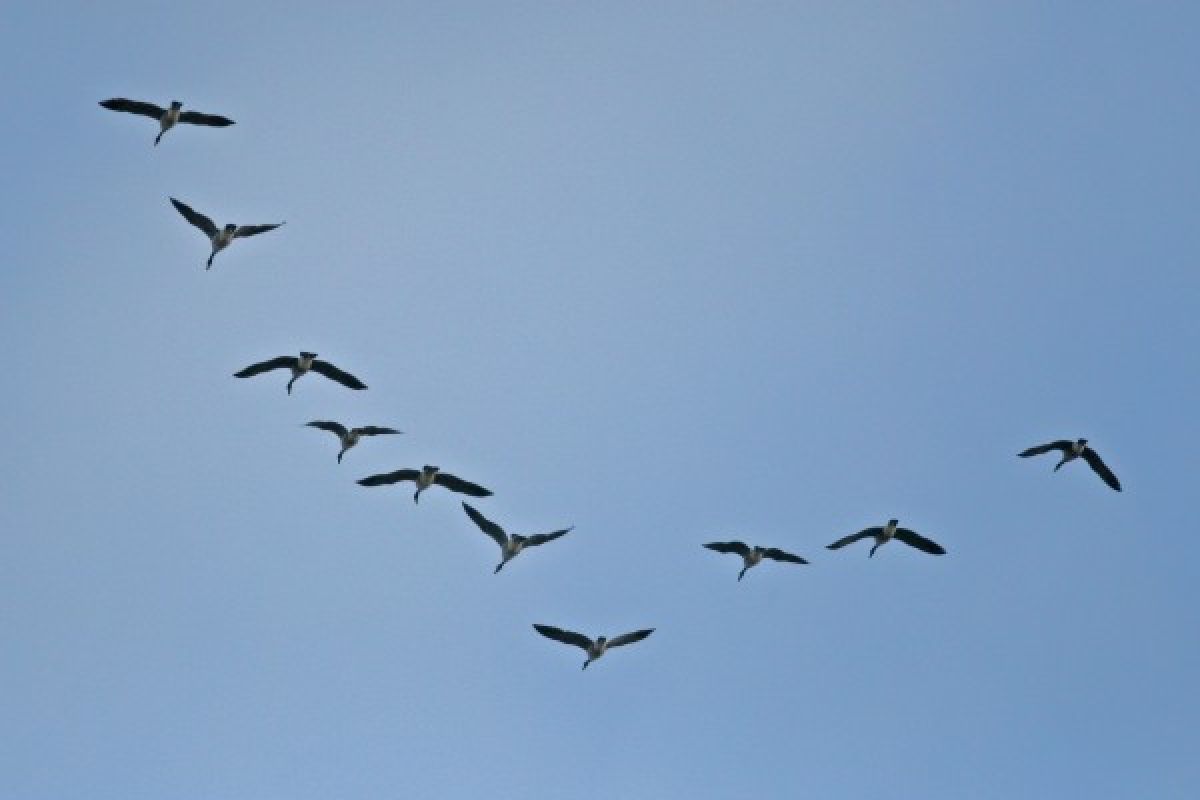 Burung migrasi bisa terbang 10 bulan tanpa henti