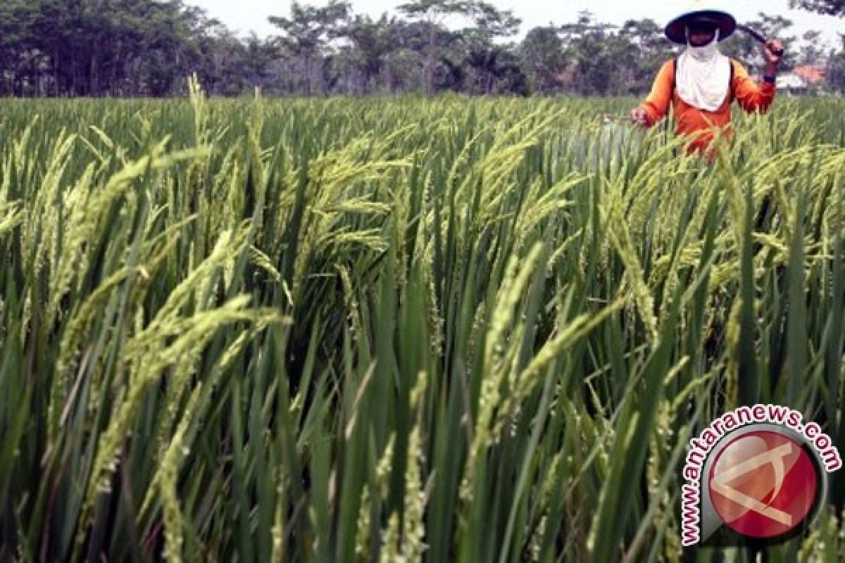 Sektor Pertanian Butuh Generasi Muda