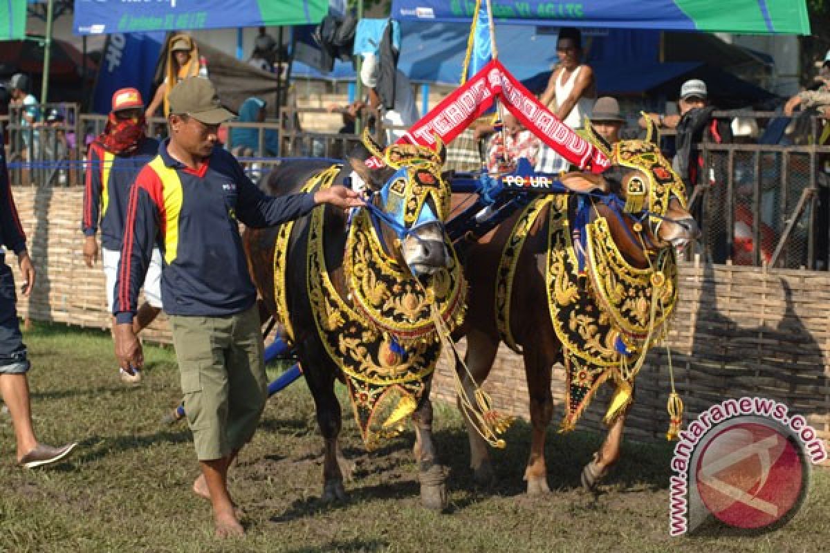 Sapi Predator raih Piala Presiden