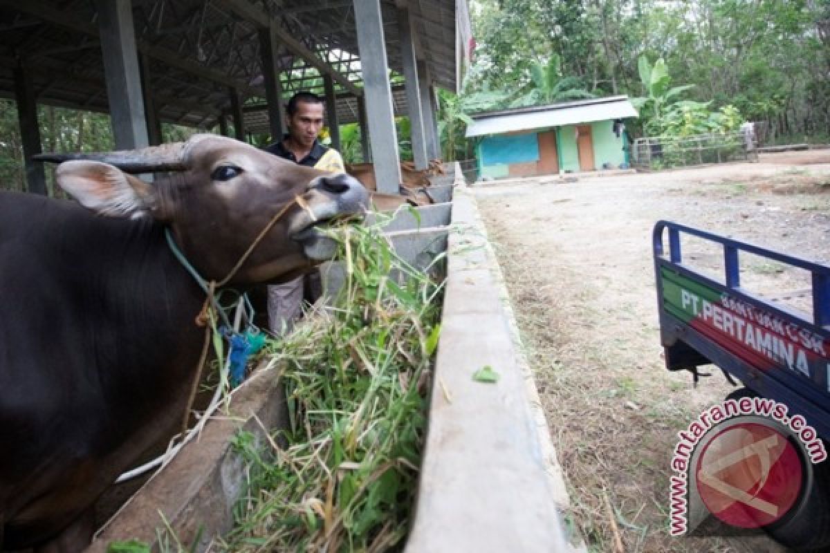 Sapi betina pun diasuransikan 