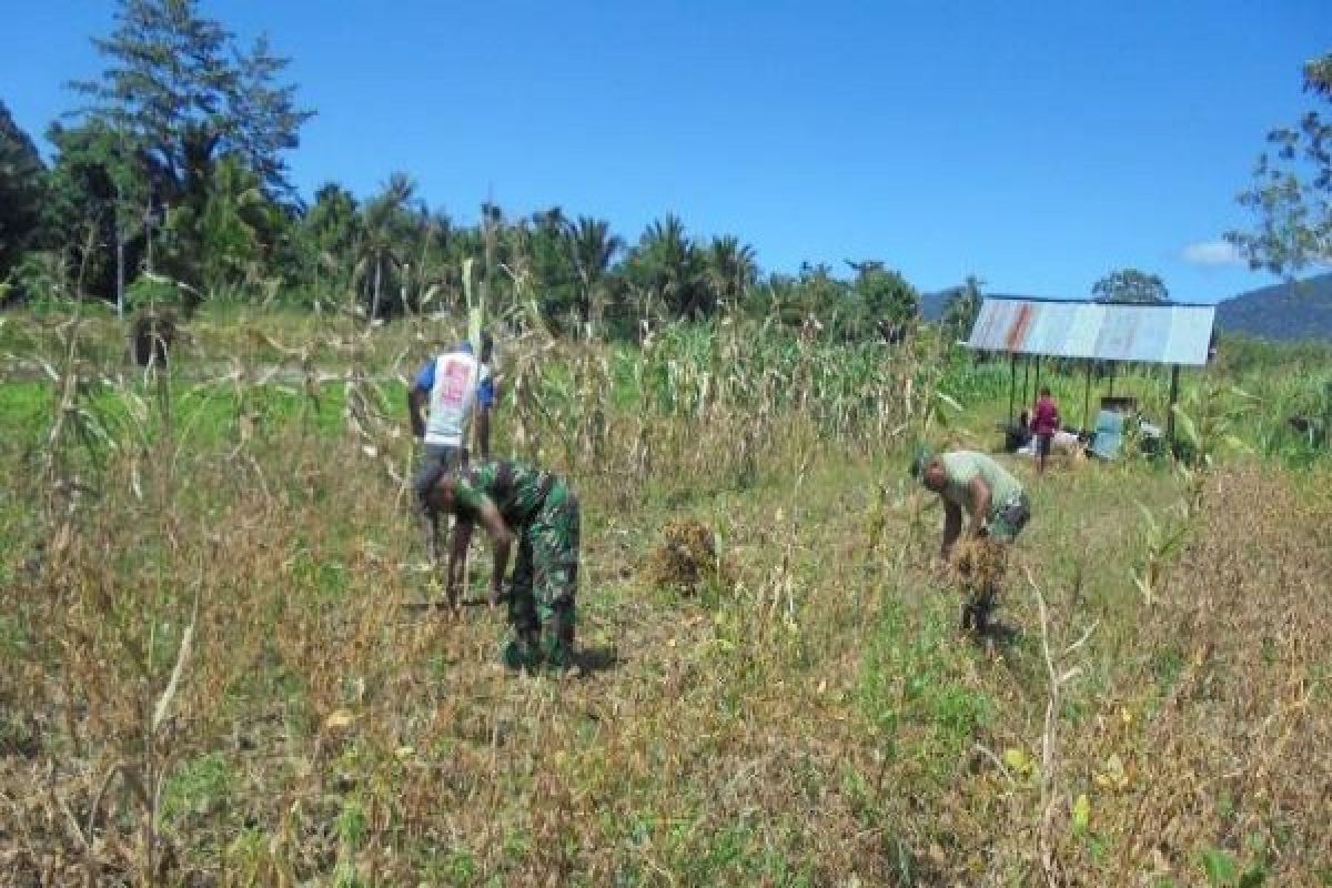 Babinsa Yapsel bantu petani panen kedelai